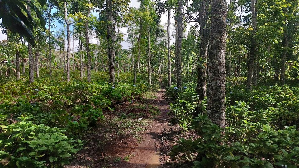 Munduk: Waterfall,Coffee Plantations & Hydrangea Trail - Coffee Processing Show