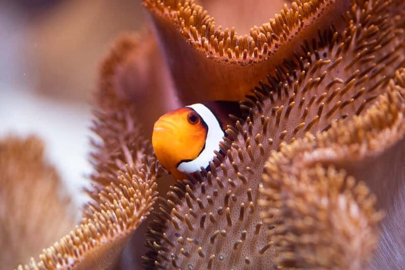 Munich: Day Ticket to Sea Life - Introduction