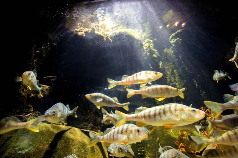 Munich: Day Ticket to Sea Life - The Sum Up