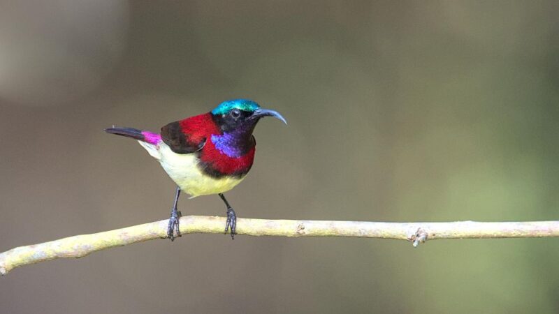 Munnar Birding and Bird Photography Trip - Pricing and Booking Options