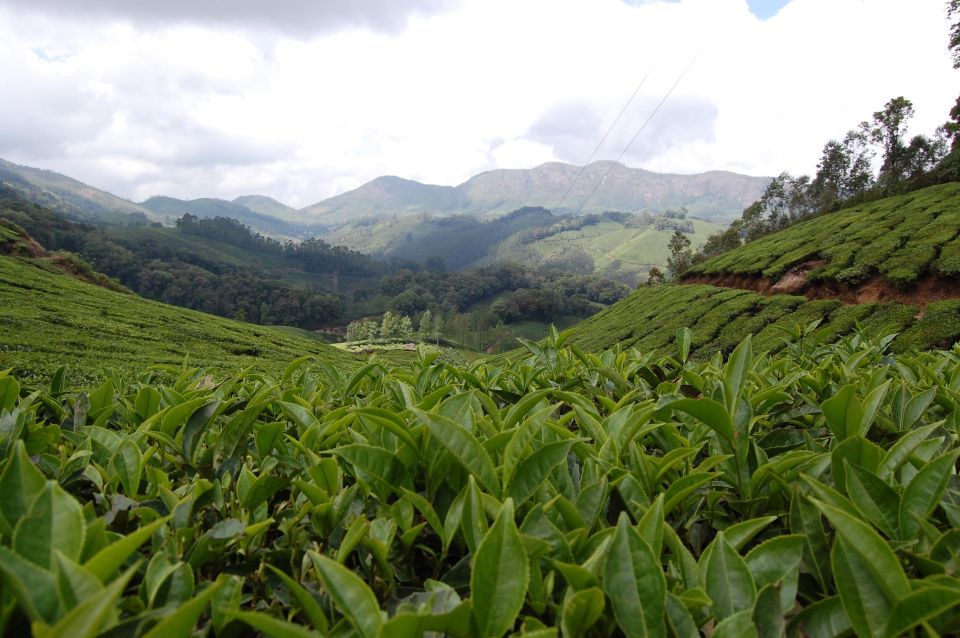Munnar Tea Trek - Local Culture and Environment