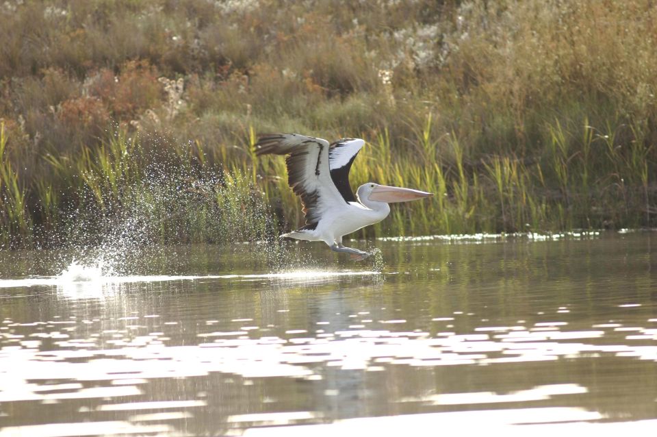 Murray River Highlights and Luncheon Cruise - Frequently Asked Questions
