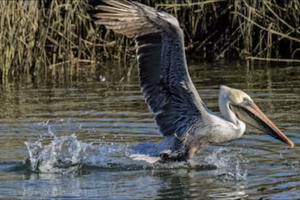 Murrells Inlet: Saltwater Marsh Eco Tour With Beachcombing - Key Points