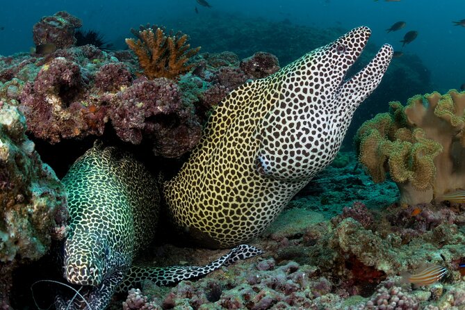 Muscat Diving Experience to Daymaniyat Islands - Onboard Amenities and Services