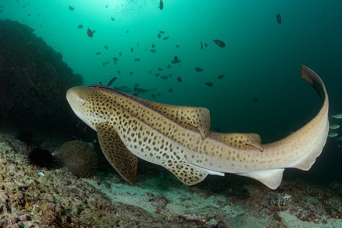 Muscat Scuba Diving Trip to Daymaniyat Islands - Good To Know