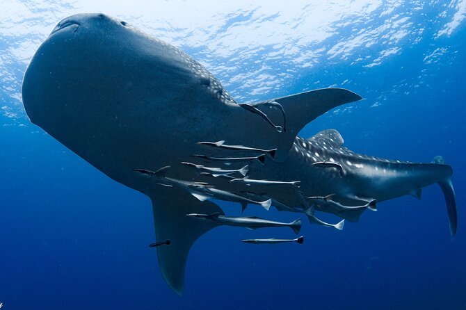 Muscat Scuba Diving Trip to Daymaniyat Islands - Savoring the Included Refreshments
