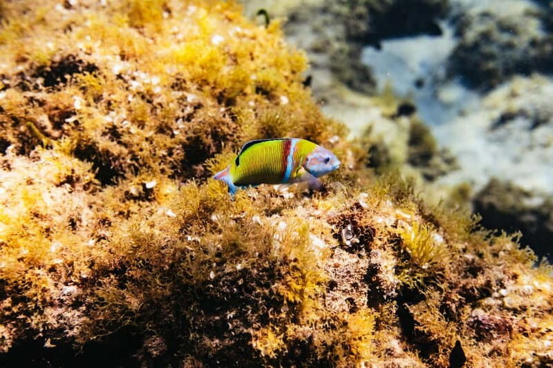 Museo Atlántico: Scuba Dive Lesson for Non-Certified Divers - The Sum Up