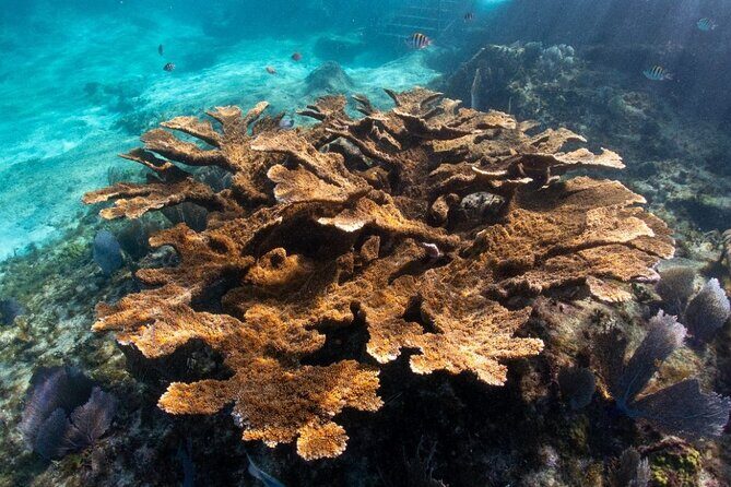 Museum for Coral Preservation with Chankanaab Park and OTOCH - Analyzing the Value: Is It Worth It?