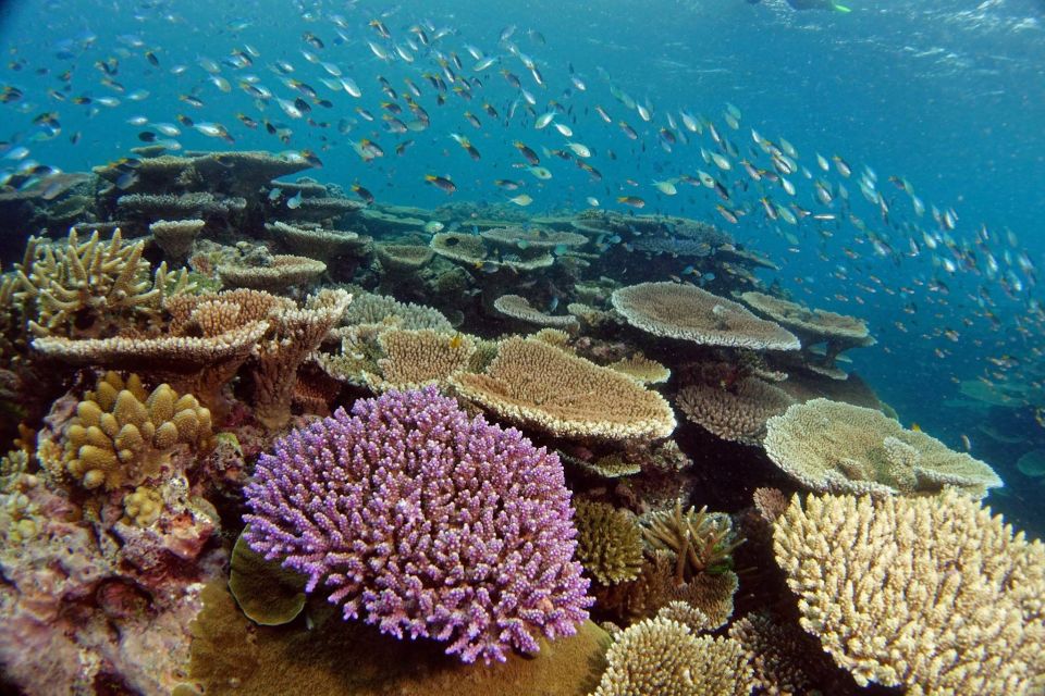 Museum Of Underwater Art & Great Barrier Reef Day Trip - Experience Highlights