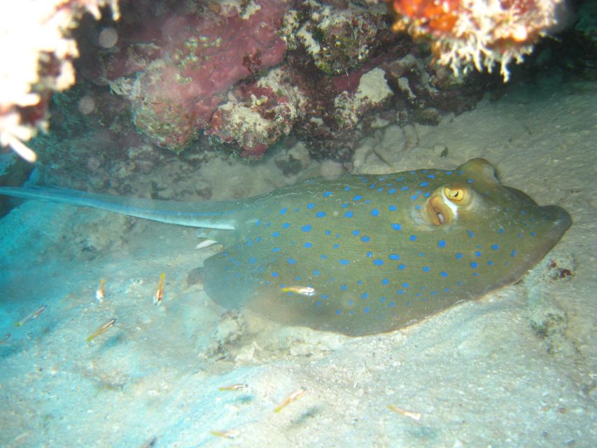 Museum Of Underwater Art & Great Barrier Reef Day Trip - Customer Reviews