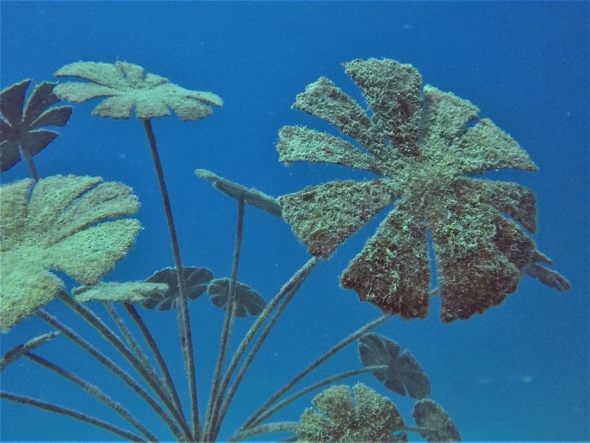 Museum Of Underwater Art & Great Barrier Reef Day Trip - Directions
