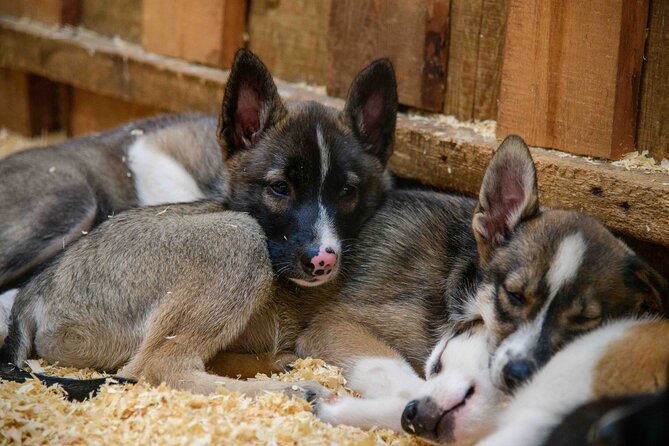 Mushers Camp and Gold Panning Adventure Review - Notable Review Highlights