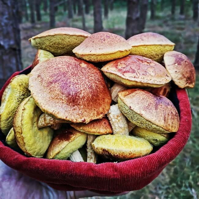 Mushroom picking in the forests near Riga - An Authentic Latvian Nature Experience