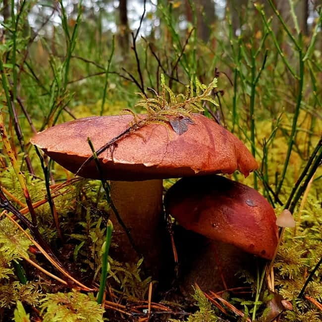 Mushroom picking in the forests near Riga - The Value for Your Money
