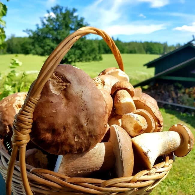 Mushroom picking in the forests near Riga - The Sum Up