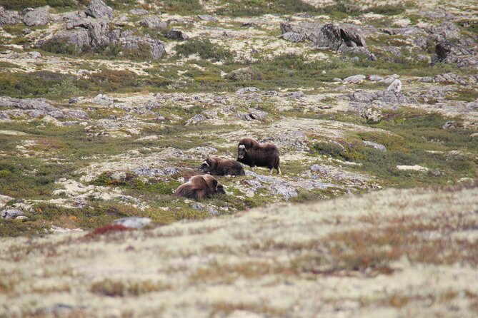 Muskox Safari From Hjerkinn | Dovre & Lesja Aktiv - Meeting and Logistics