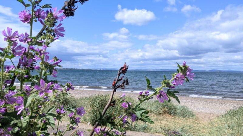 Musselburgh: Self-Guided Discovery Walk - Experience Highlights