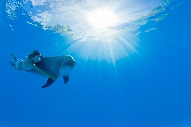 Must-DO The only and Unique Natural Space Dolphin Encounter Cabo - Introduction