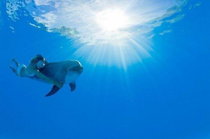 Must-DO The only and Unique Natural Space Dolphin Encounter Cabo - The Sum Up