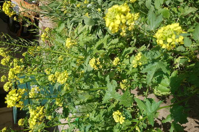 Mustard-Guided Manufaktur Sightseeing, Tasting and Factory Sales - Purchasing Opportunities