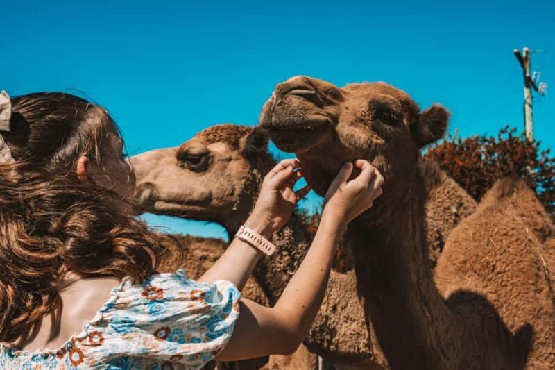 Mutchilba: Farm Animal Feeding - A Closer Look at the Experience