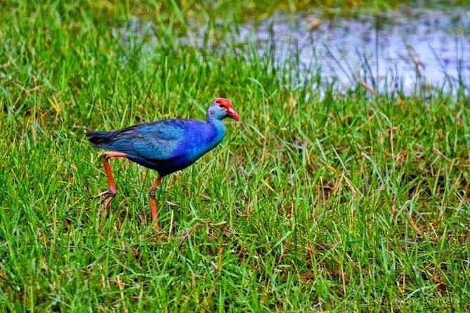 Muthurajawela Bird Watching Tour - Pickup Locations and Accessibility