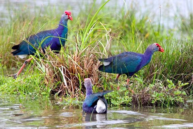 Muthurajawela Bird Watching Tour - Guest Reviews and Feedback