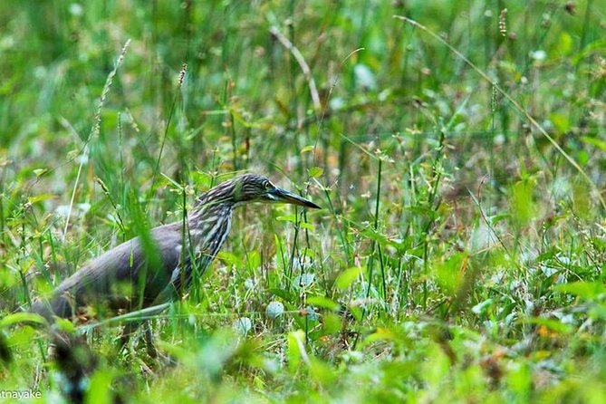 Muthurajawela Bird Watching Tour - Tips for a Successful Tour