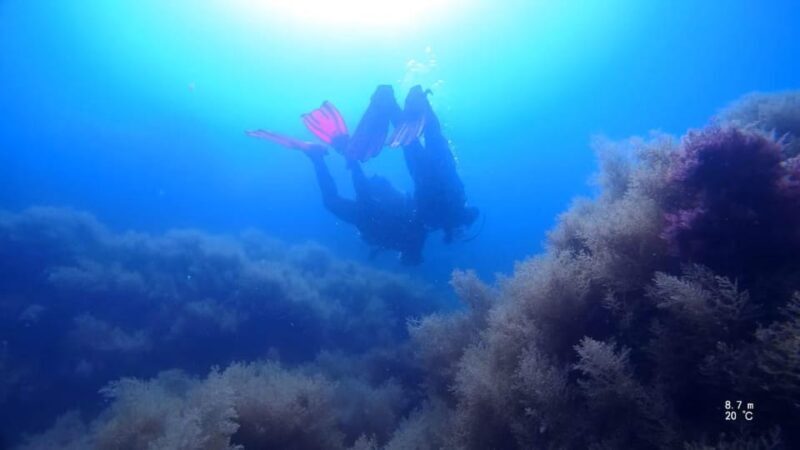 My first scuba dive in the Ocean from Madeira - What’s Included and What to Keep in Mind