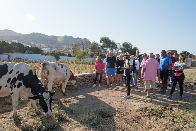 Mykonian Farm Experience - An Inside Look at the Mykonian Farm Experience
