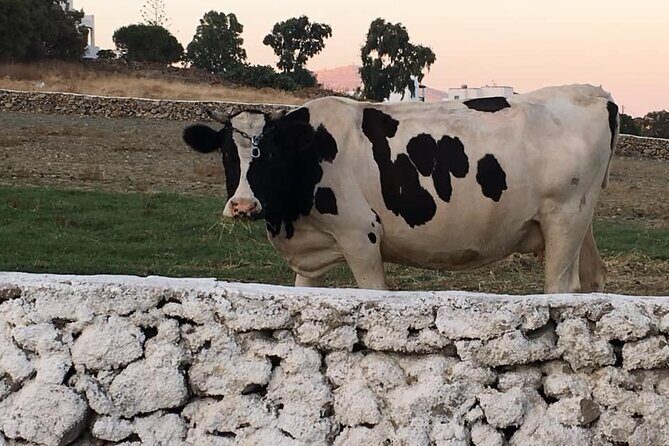 Mykonian Farm Experience - Frequently Asked Questions (FAQs)