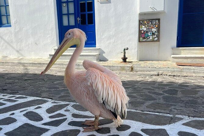 Mykonos Semi Private Bus Tour in English Spanish - The Transport and Group Size Matter