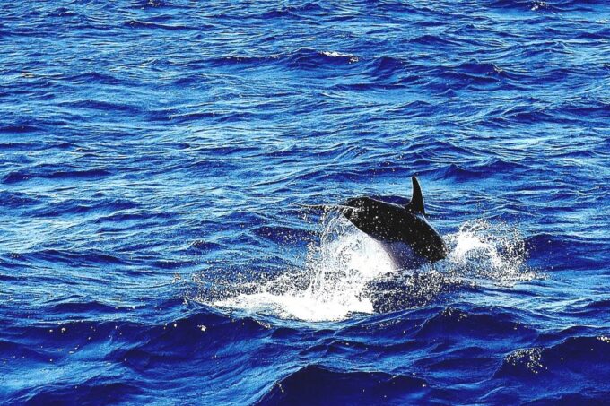 Mykonos: South Beaches & Rhenia Yacht Cruise With Transfers - Onboard Amenities