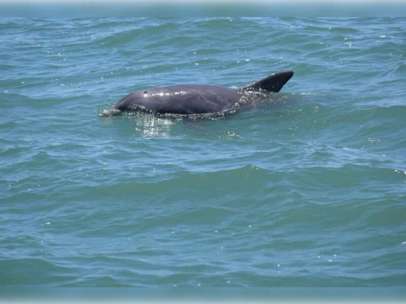 Myrtle Beach: Dolphin Cruise on the Sea Thunder - Authentic Experiences from Reviews