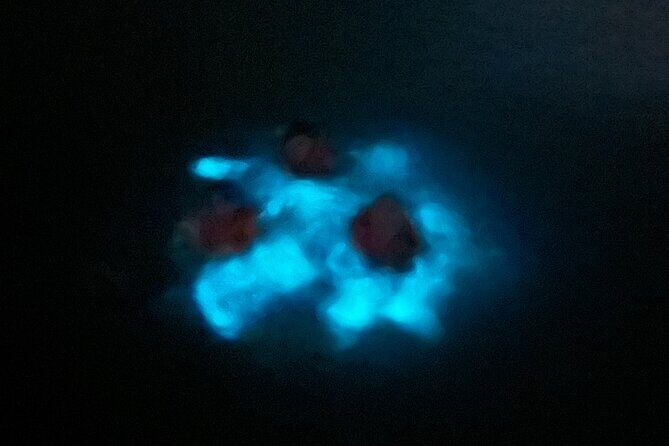 Mystic Waters A Bioluminescent Night Tour - FAQ