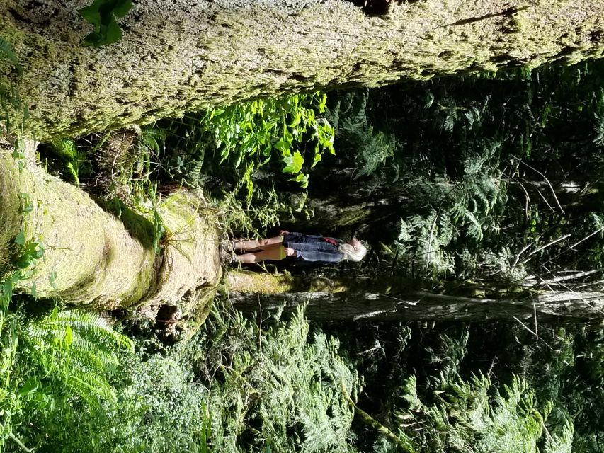 Mystical Rainforest Tour - Forest Magick - Important Information