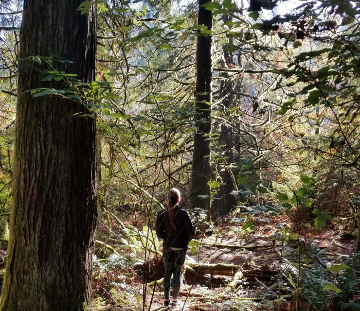 Mystical Rainforest Tour - Forest Magick - Temperate Rainforest Enchantment