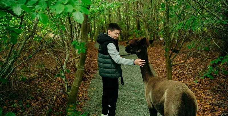 N. Ireland: Award Winning Guided Scenic Alpaca Trekking - Introduction