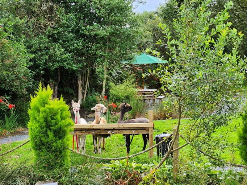 N. Ireland: Award Winning Guided Scenic Alpaca Trekking - The Sum Up