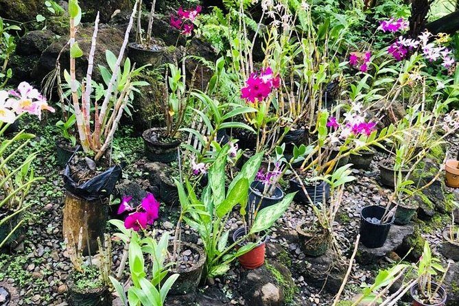 Nadi Sightseeing & Mud Pool Tour - Who Should Consider This Tour?