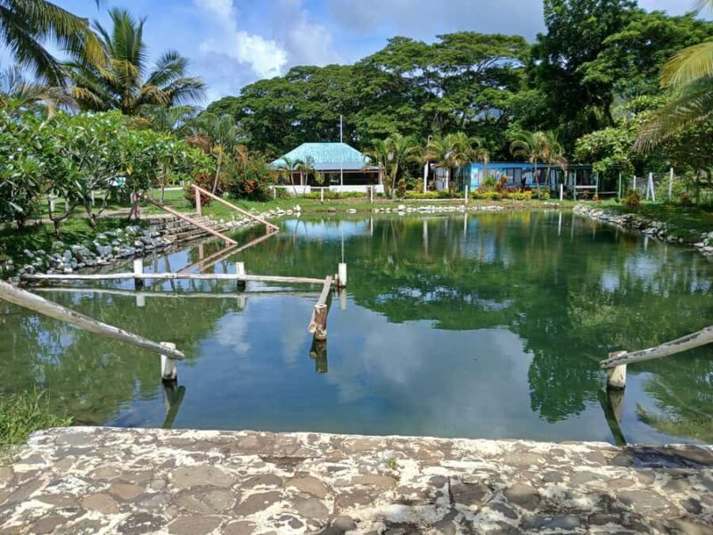 NADI: Tifajek Mud Pool and Hot Spring Natural Spa Tour - Learning About the Area’s Healing Traditions