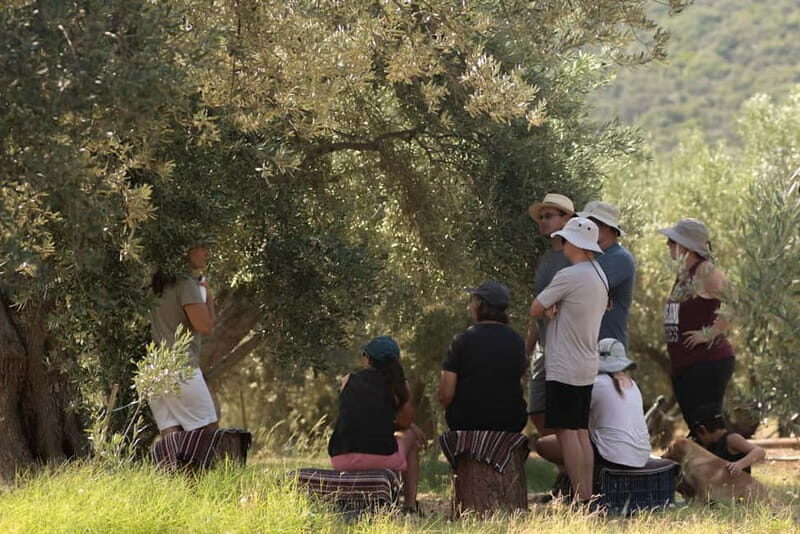 Nafplio: Olive Oil Estate Tour and Tasting - What to Expect from the Olive Oil Estate Tour