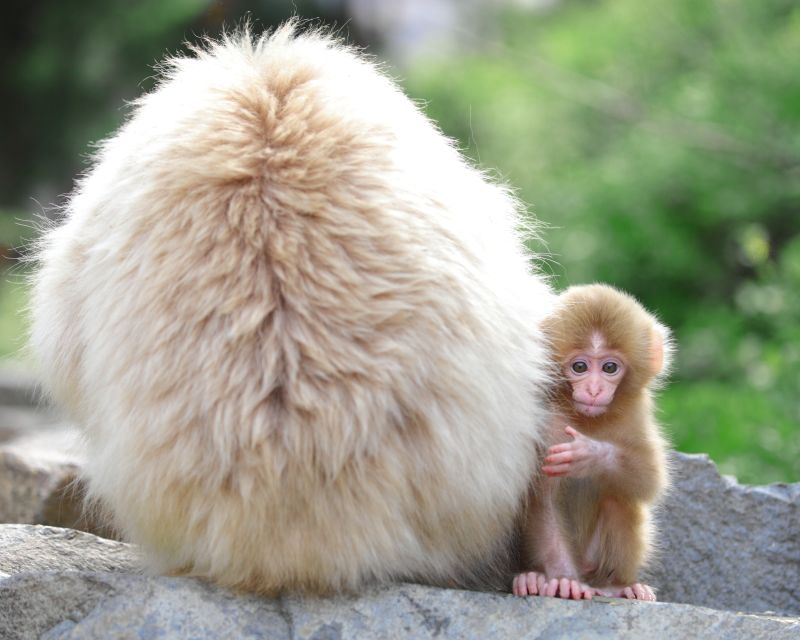 Nagano: 1-Day Snow Monkey & Cherry Blossom Tour in Spring - Cherry Blossom Viewing