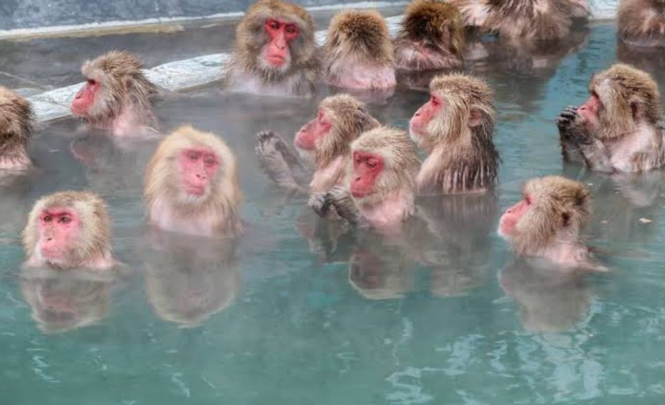 Nagano Full Day Private Tour: Zenkoji Temple, by Car - Visiting Jigokudani Monkey Park
