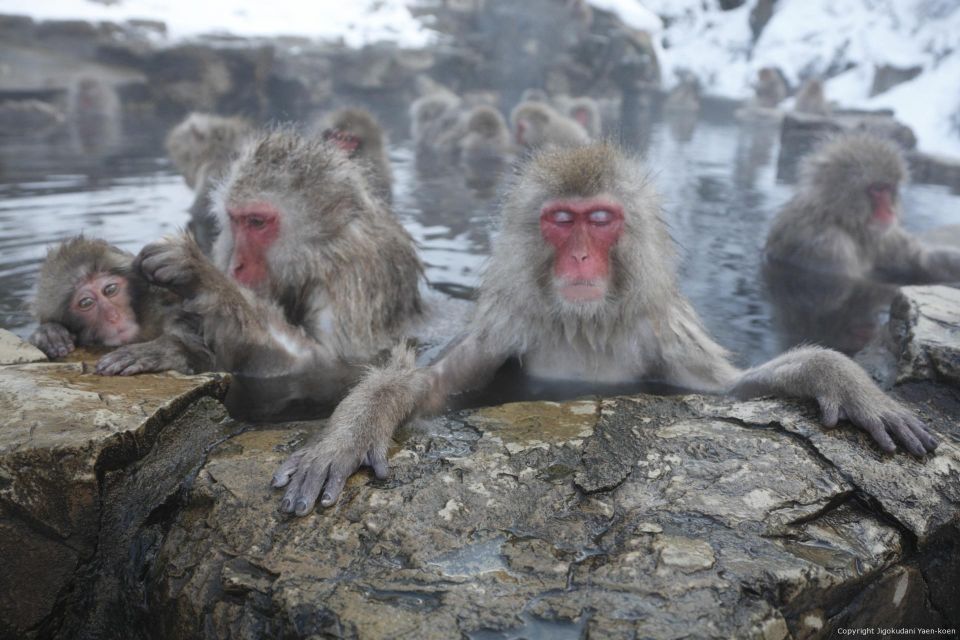 Nagano: Private Transfer Between Station & Snow Monkey Park - Additional Charges