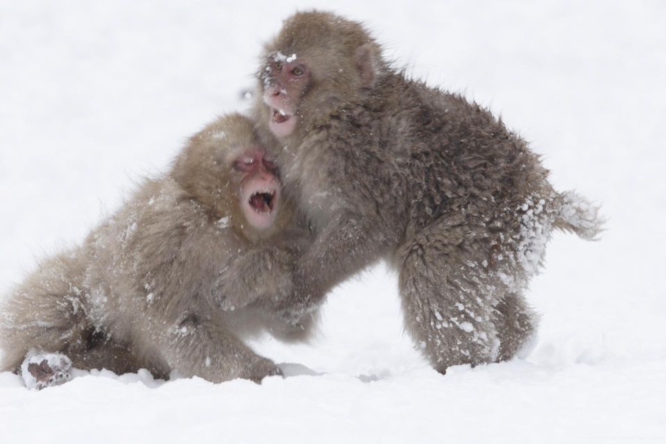Nagano: Private Transfer Between Station & Snow Monkey Park - Frequently Asked Questions