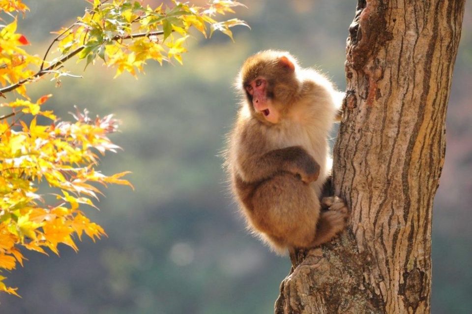 Nagano: Snow Monkeys, Zenkoji Temple & Sake Day Trip - Entering the Inner Sanctuary