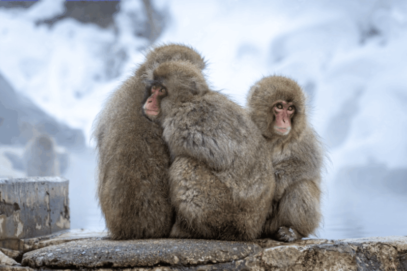 Nagano: Snow Monkeys, Zenkoji Temple - Exploring Jigokudani Snow Monkey Park