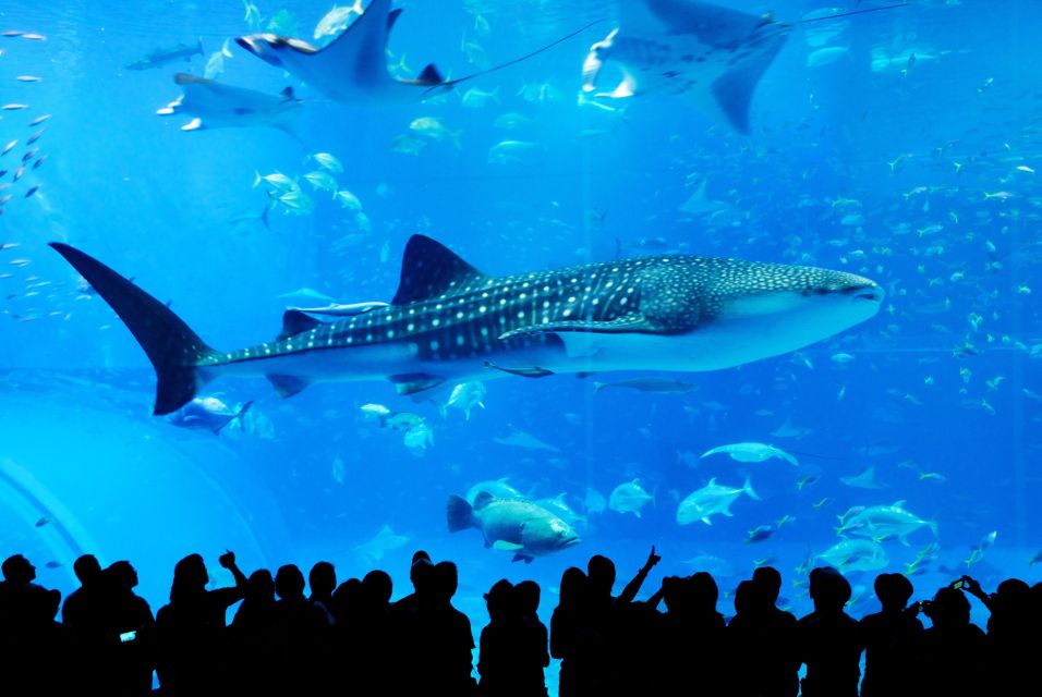 Naha: North Okinawa Sightseeing Tour & Churaumi Aquarium - Nago Pineapple Park Exploration