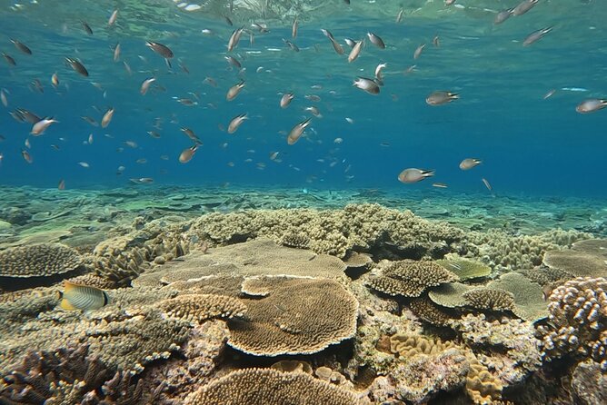 NAHA Snorkeling Boat Trip (Afternoon Half-day ) - Physical Fitness Requirement